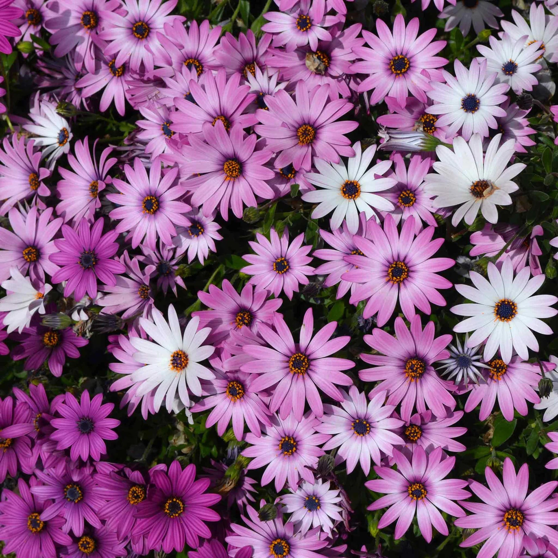 Kapkörbchen Blumensamen zur Aussaat lang Blüte Saison Traditionssorte & ohne Gentechnik Samen Hausgarten