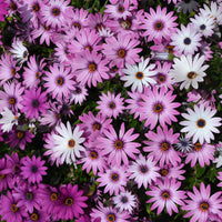 Kapkörbchen Blumensamen zur Aussaat lang Blüte Saison Traditionssorte & ohne Gentechnik Samen Hausgarten