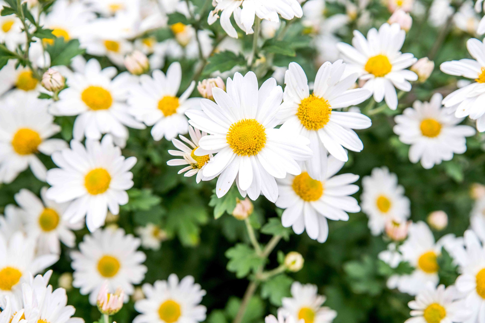Vibrant mixed dassi samen for spring and summer anpflanzung blume