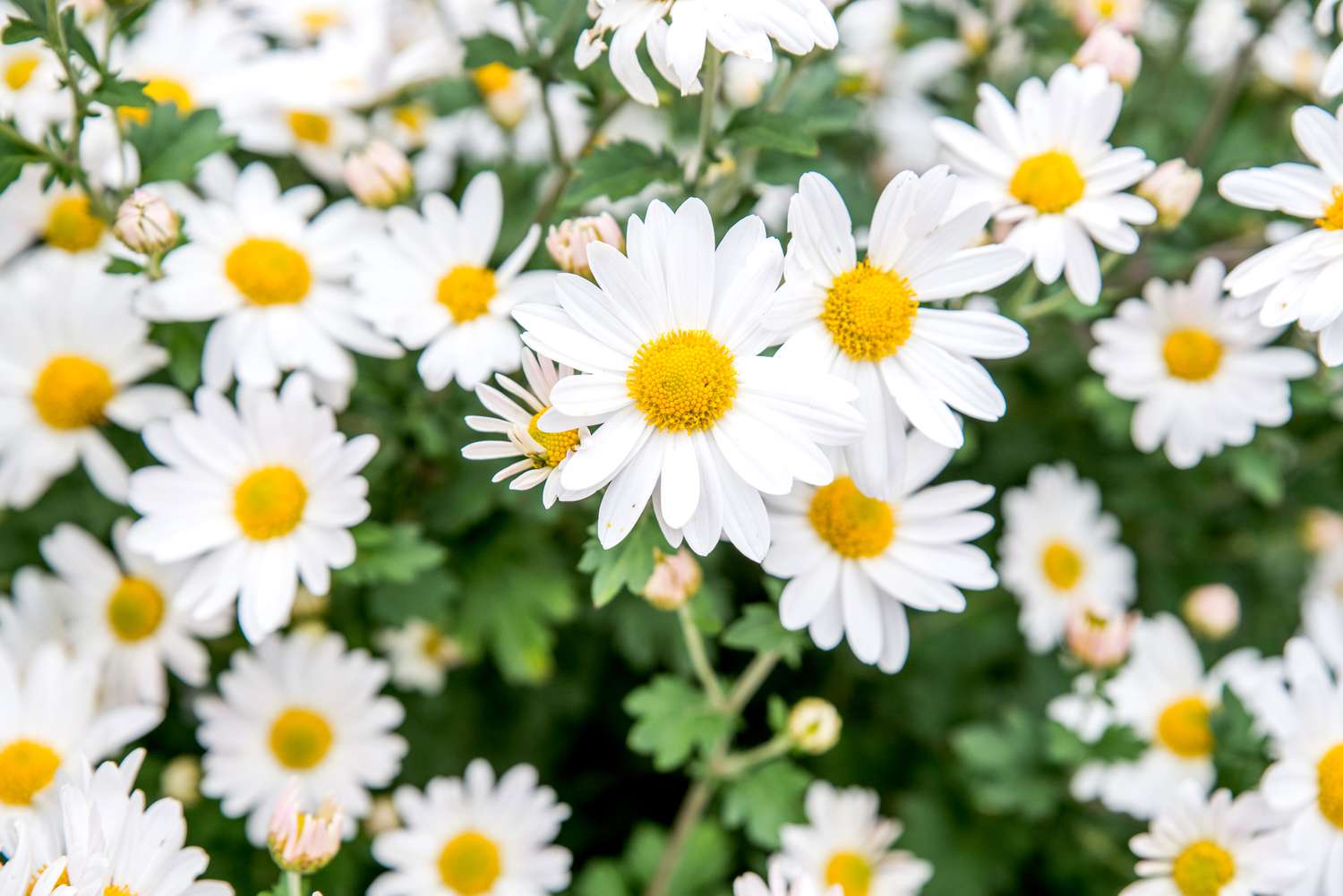 Weiß Herbst Blumensamen zur Aussaat – hochwertige Qualitäts- – Traditionssorte & ohne Gentechnik Samen Hausgarten