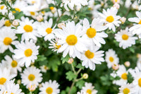 Weiß Herbst Blumensamen zur Aussaat – hochwertige Qualitäts- – Traditionssorte & ohne Gentechnik Samen Hausgarten