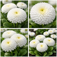 Weiß Bellis Perennis Blumensamen zur Aussaat – Anzucht – Traditionssorte & ohne Gentechnik Samen Hausgarten