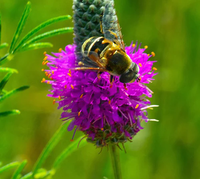 Anpflanzung dalea purpurea samen for stunning lila blumen blume