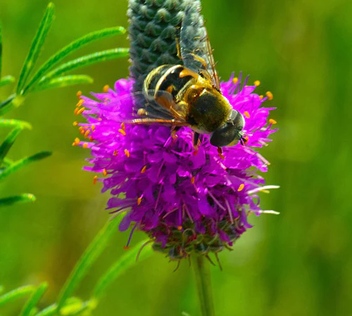 Anpflanzung dalea purpurea samen for stunning lila blumen blume