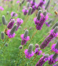 Dalea (dalea purpurea) samen for anpflanzung in home garten