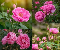 Damask rose bush samen for anpflanzung