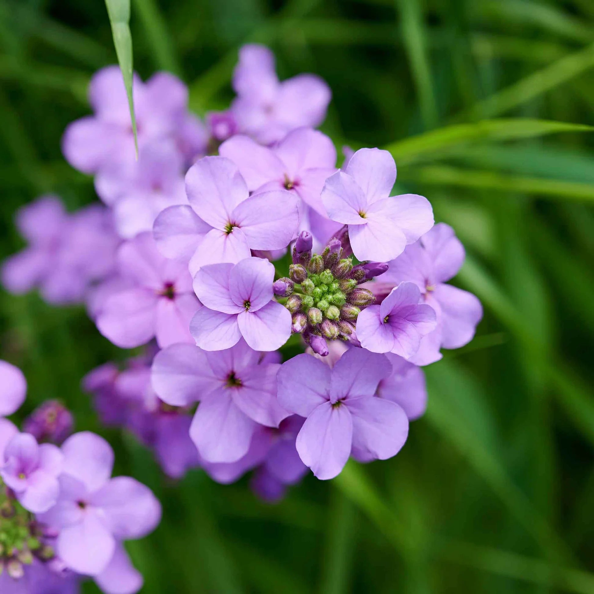 Violett Dame's Rocket Blumensamen zur Aussaat duftend Blüten Traditionssorte & ohne Gentechnik Samen Hausgarten