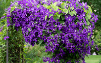 kletternd mehrjährig Blumensamen zur Aussaat – duftend Blüten – Traditionssorte & ohne Gentechnik Samen Hausgarten