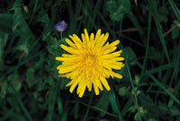 Grün Dandelion Blumensamen zur Aussaat – saisonal Dauerblüher – Traditionssorte & ohne Gentechnik Samen Hausgarten