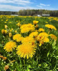 Taraxacum Blumensamen zur Aussaat Landhaus Garten wichtig Traditionssorte & ohne Gentechnik Samen Hausgarten