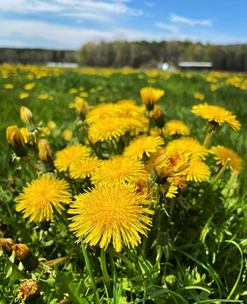 Dandelion Samen zur Aussaat Garten Wuchs – -Qualitäts- Samen einfache Aussaat