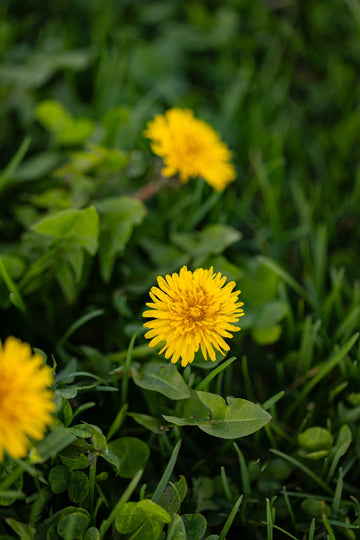 Grün Dandelion Blumensamen zur Aussaat – saisonal Dauerblüher – Traditionssorte & ohne Gentechnik Samen Hausgarten