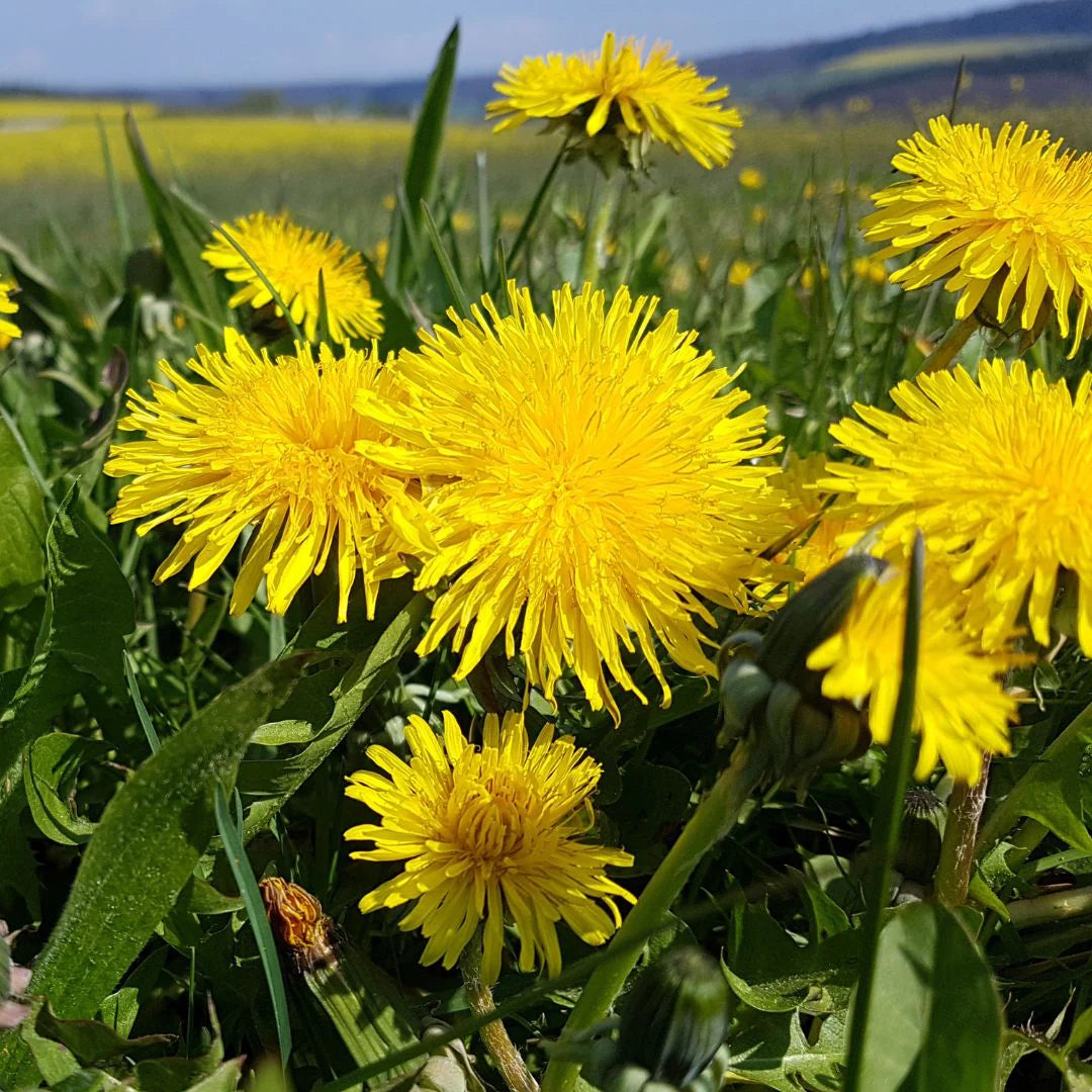 Dandelion Blumensamen zur Aussaat farbenfroh Schau Traditionssorte & ohne Gentechnik Samen Hausgarten