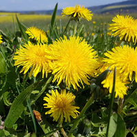 Dandelion Blumensamen zur Aussaat farbenfroh Schau Traditionssorte & ohne Gentechnik Samen Hausgarten