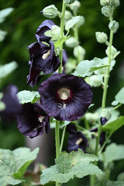 Schwarz Stockrose Blumensamen zur Aussaat Halbschatten verträglich Traditionssorte & ohne Gentechnik Samen Hausgarten
