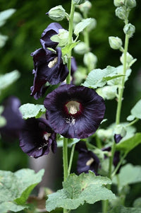 Schwarz Stockrose Blumensamen zur Aussaat Halbschatten verträglich Traditionssorte & ohne Gentechnik Samen Hausgarten
