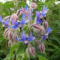 Easy to grow borage samen for vibrant blooms
