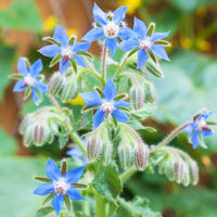 Dark blau borage blume samen for edible gardening
