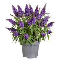 Dark blau buddleia blume samen for easy anpflanzung