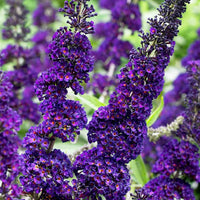 Dark blau buddleia blume samen for anpflanzung