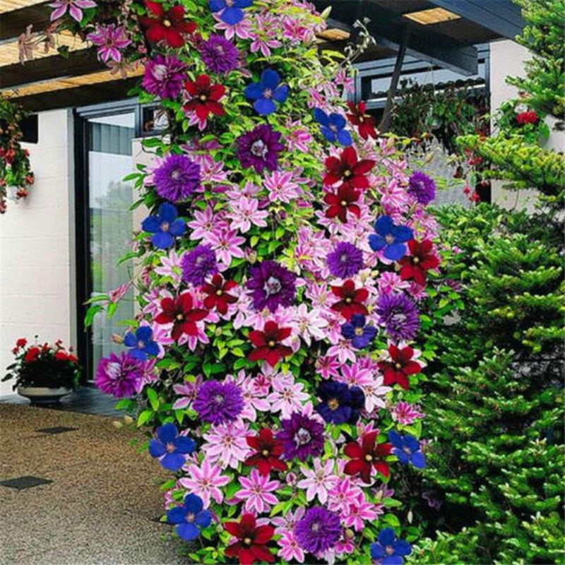 Dark blau clematis blume samen for anpflanzung – elegant climbing blooms
