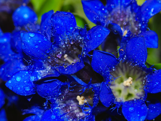 Dark Blue Nikita Gentian blooming in alpine rock Garten