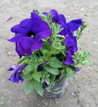 Blau Petunie Blumensamen zur Aussaat – leuchtend – Traditionssorte & ohne Gentechnik Samen Hausgarten