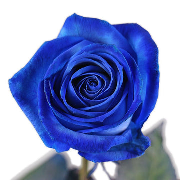 Dark blau rose blume samen for garten anpflanzung