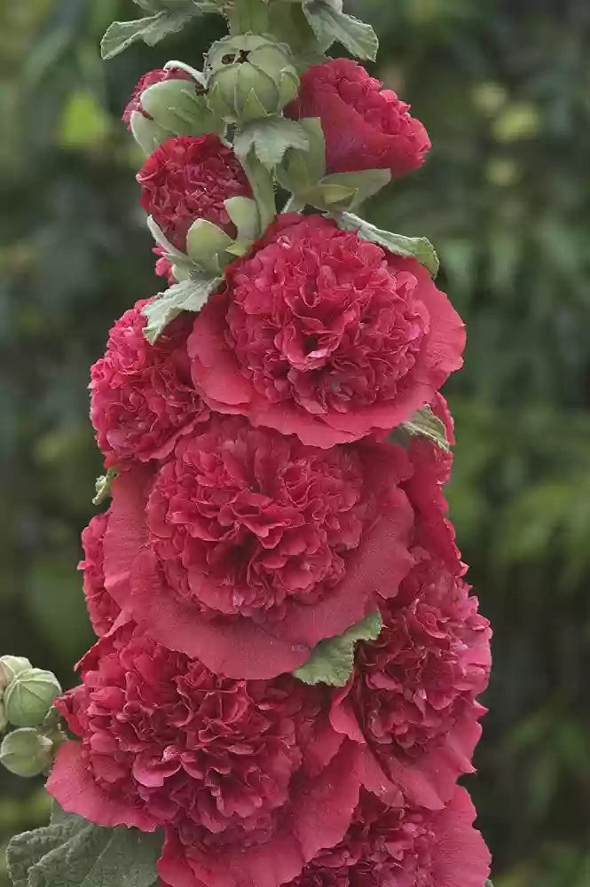 Dark braun althaea rosea samen for anpflanzung