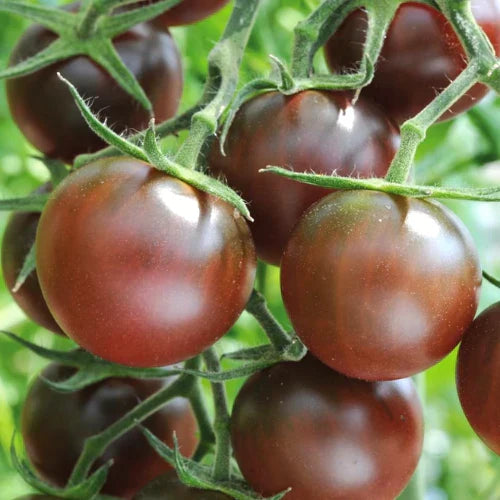 Dark brown tomato samen für aussaat