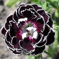 Dark carnation blume samen for anpflanzung