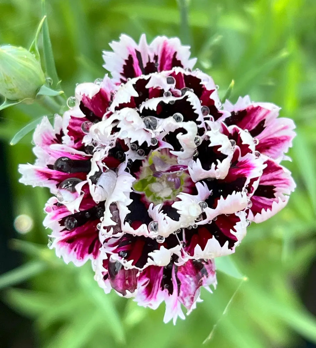 Dark carnation anpflanzung and care instructions