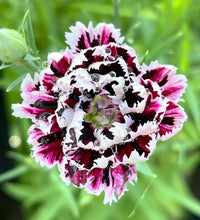 Dark carnation anpflanzung and care instructions