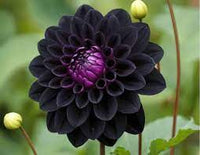 Close-up of schwarz dahlia velvety petals