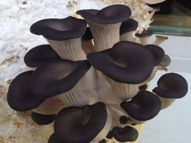 Freshly harvested schwarze gourmet pilze