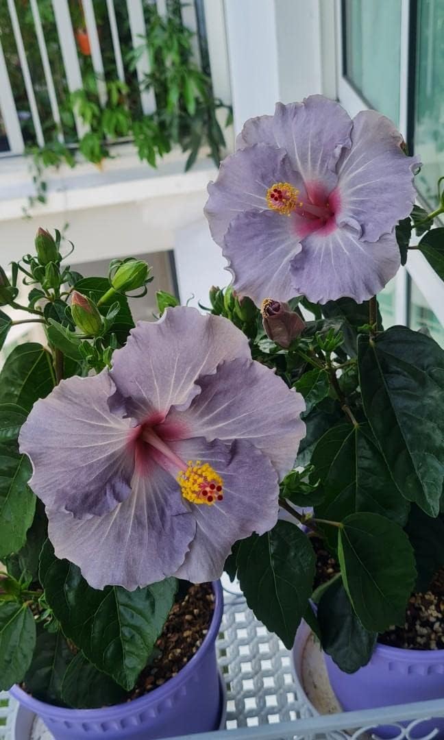 Dark gray hibiscus blume samen for anpflanzung