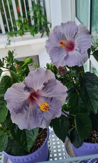 Dark gray hibiscus blume samen for anpflanzung