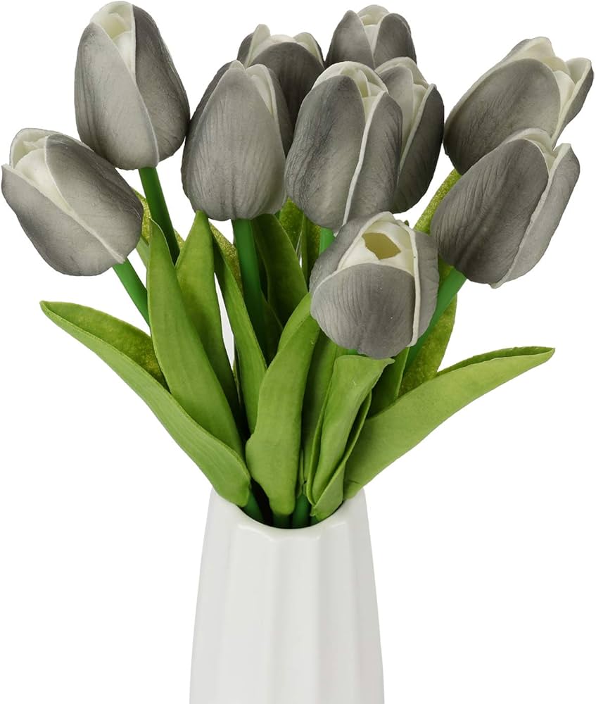 Dark gray tulip blume samen for anpflanzung