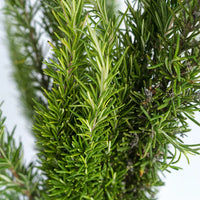 Dark Green Rosemary Samen for Easy Garten Aussaat