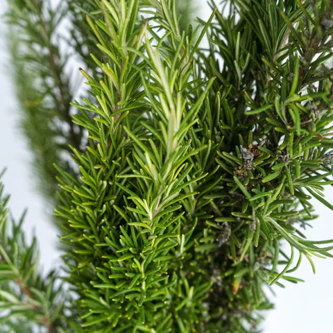 Dark Green Rosemary Samen for Easy Garten Aussaat
