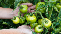 Aussaat guide für dark grüne tomato samen