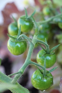 Healthy dark grüne tomato pflanzen in full sun