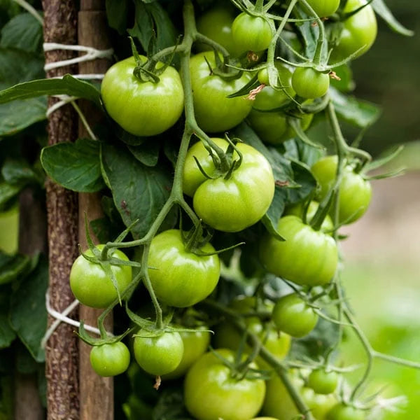 Dark grüne tomato samen für aussaat