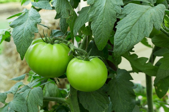 Non-gmo dark grüne tomato samen für aussaat
