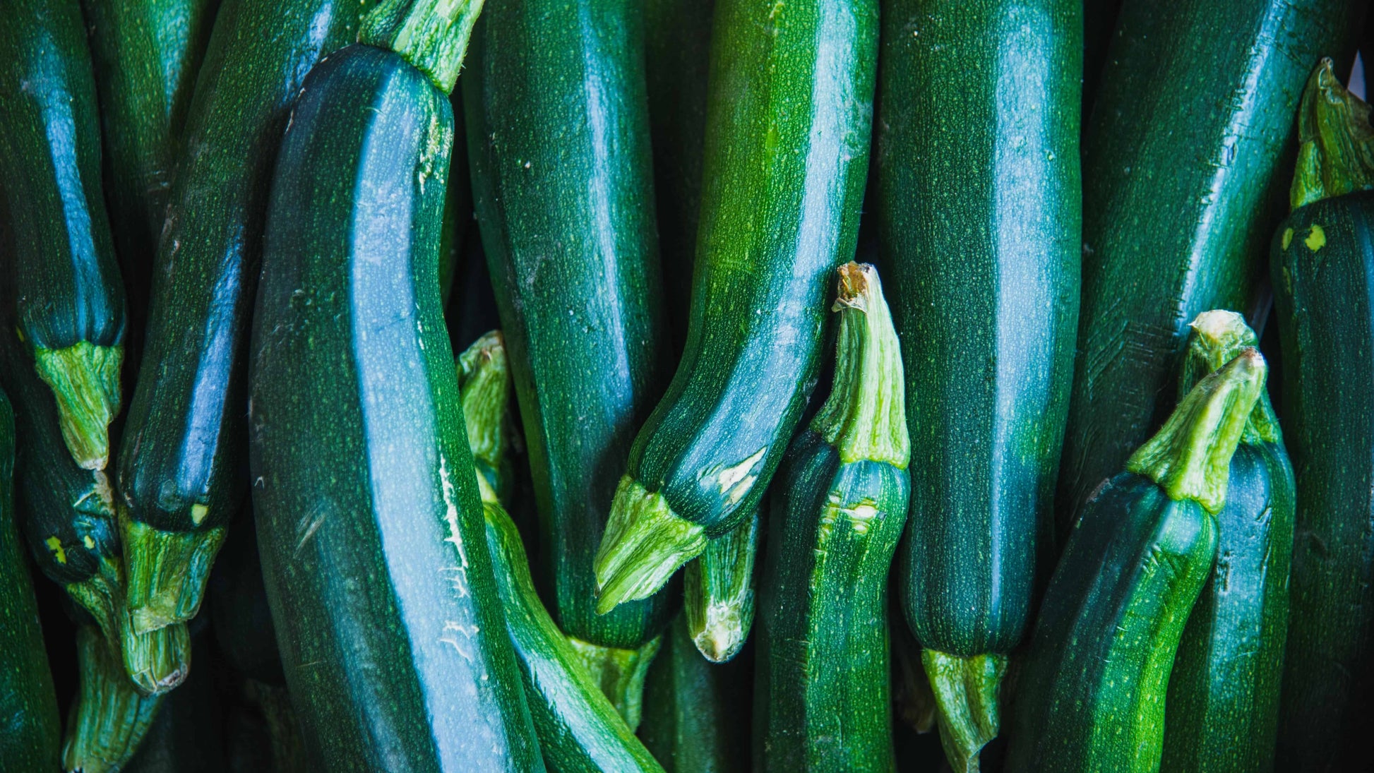 Dark grüne zucchini pflanzen wachsend in garten