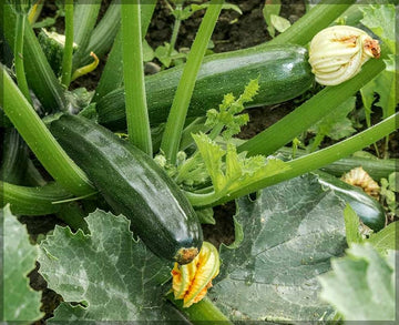 Dark grüne zucchini samen für aussaat