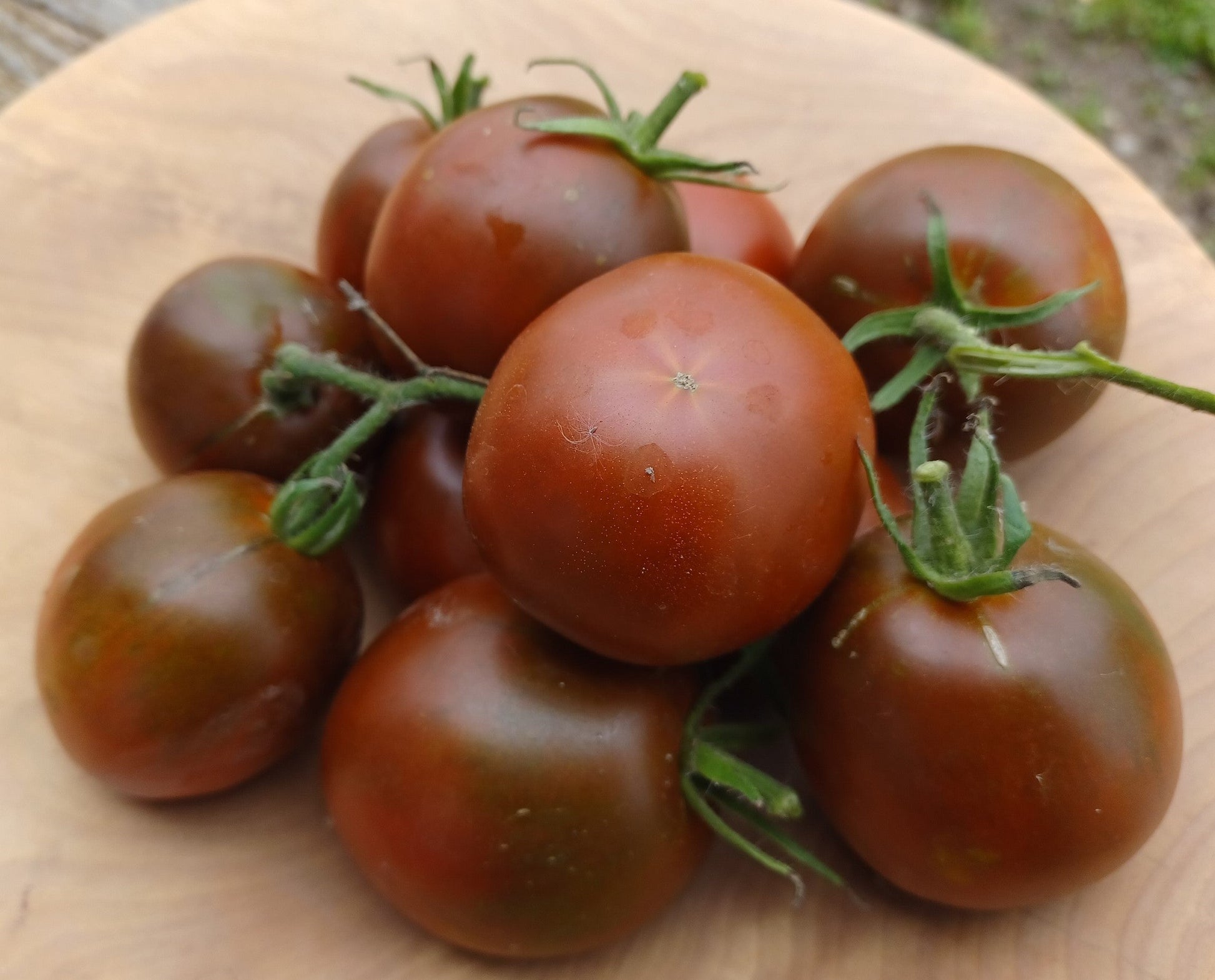 Aussaat guide für dark grey tomato samen
