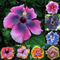 Closeup of schwarz hibiscus blume