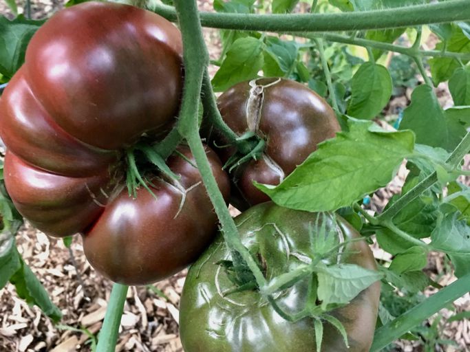 Aussaat guide für dark maroon tomato samen