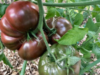 Aussaat guide für dark maroon tomato samen